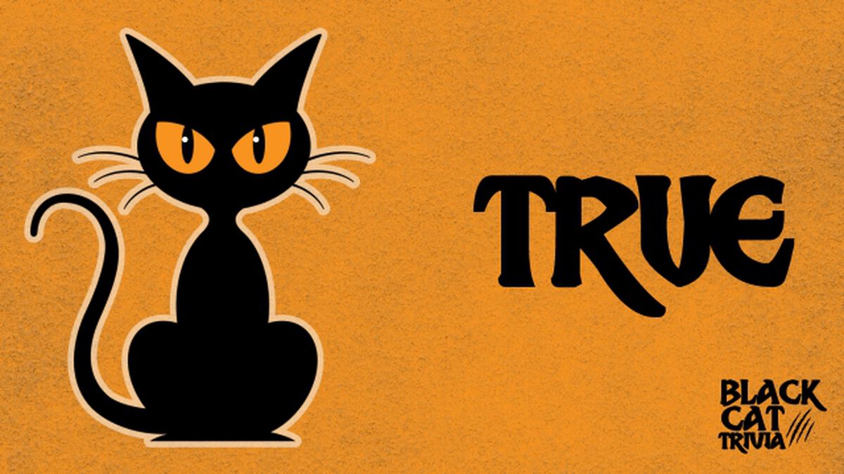 Black Cat Trivia image number null